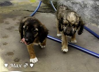 Max und Moritz  - Tibet Terrier Mischlinge suchen ein Zuhause