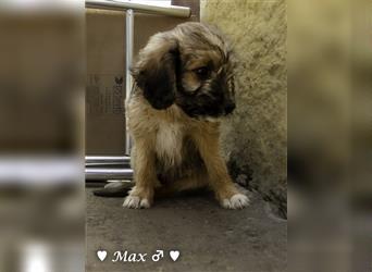 Max und Moritz  - Tibet Terrier Mischlinge suchen ein Zuhause