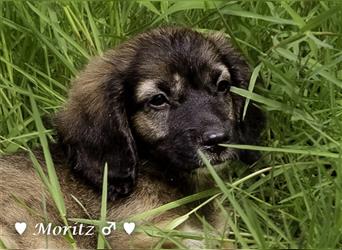 Max und Moritz  - Tibet Terrier Mischlinge suchen ein Zuhause