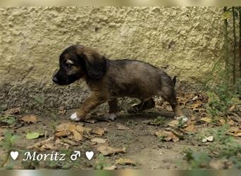 Max und Moritz  - Tibet Terrier Mischlinge suchen ein Zuhause