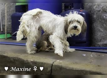 Max und Moritz  - Tibet Terrier Mischlinge suchen ein Zuhause