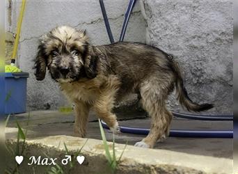 Max und Moritz  - Tibet Terrier Mischlinge suchen ein Zuhause