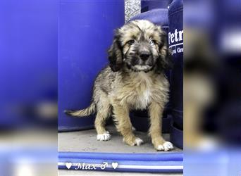 Max und Moritz  - Tibet Terrier Mischlinge suchen ein Zuhause