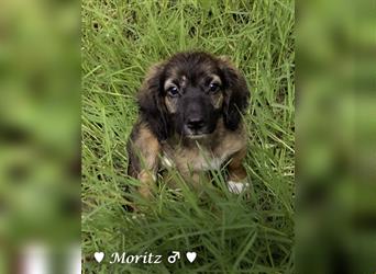 Max und Moritz  - Tibet Terrier Mischlinge suchen ein Zuhause