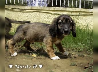 Max und Moritz  - Tibet Terrier Mischlinge suchen ein Zuhause