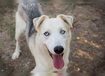 FELLOW - der hübsche und aktive Husky-Mix freut sich auf tolle Abenteuer mit seiner Familie