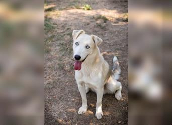 FELLOW - der hübsche und aktive Husky-Mix freut sich auf tolle Abenteuer mit seiner Familie