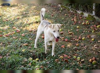 FELLOW - der hübsche und aktive Husky-Mix freut sich auf tolle Abenteuer mit seiner Familie