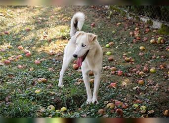 FELLOW - der hübsche und aktive Husky-Mix freut sich auf tolle Abenteuer mit seiner Familie