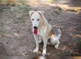 FELLOW - der hübsche und aktive Husky-Mix freut sich auf tolle Abenteuer mit seiner Familie