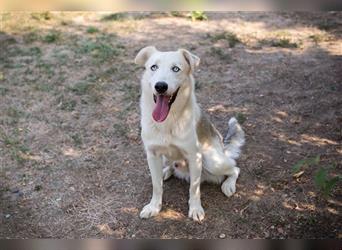 FELLOW - der hübsche und aktive Husky-Mix freut sich auf tolle Abenteuer mit seiner Familie