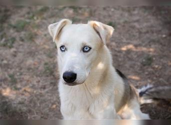 FELLOW - der hübsche und aktive Husky-Mix freut sich auf tolle Abenteuer mit seiner Familie