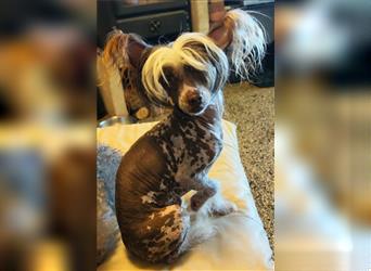 Hallo, ich bin Anton 2 Jahre alt, ein Chinese Crested Dog Mix