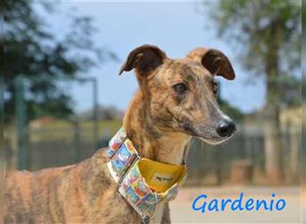 Gardenio 03/2021 (ESP) - traumhafter, verschmuster und sozialer Galgo!