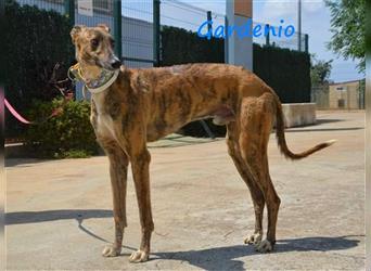 Gardenio 03/2021 (ESP) - traumhafter, verschmuster und sozialer Galgo!