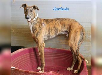 Gardenio 03/2021 (ESP) - traumhafter, verschmuster und sozialer Galgo!