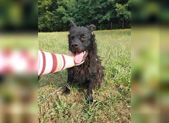 Shadow mittelgroßer kroatischer Schäferhund  Mischling Rüde Junghund sucht Zuhause / Pflegestelle