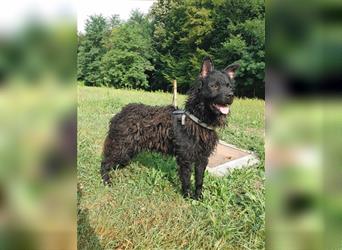 Shadow mittelgroßer kroatischer Schäferhund  Mischling Rüde Junghund sucht Zuhause / Pflegestelle