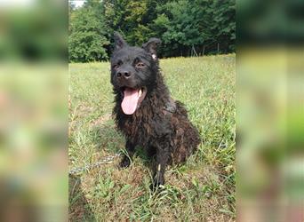 Shadow mittelgroßer kroatischer Schäferhund  Mischling Rüde Junghund sucht Zuhause / Pflegestelle