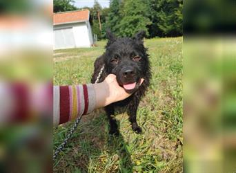 Shadow mittelgroßer kroatischer Schäferhund  Mischling Rüde Junghund sucht Zuhause / Pflegestelle