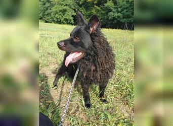 Shadow mittelgroßer kroatischer Schäferhund  Mischling Rüde Junghund sucht Zuhause / Pflegestelle