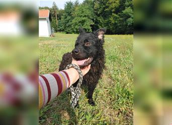 Shadow mittelgroßer kroatischer Schäferhund  Mischling Rüde Junghund sucht Zuhause / Pflegestelle