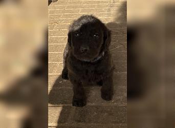 Labradoodle Welpen F2