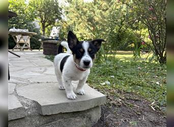 Corgi-Mix Welpen suchen ihr Körbchen