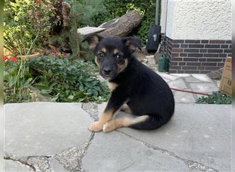 Corgi-Mix Welpen suchen ihr Körbchen