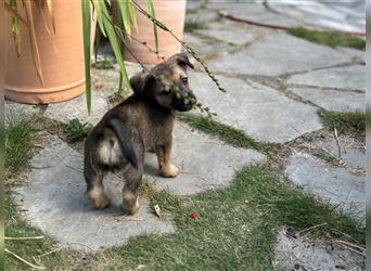 Corgi-Mix Welpen suchen ihr Körbchen