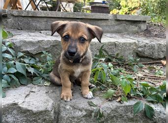 Corgi-Mix Welpen suchen ihr Körbchen