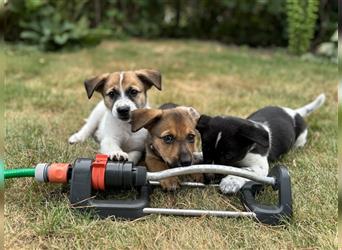 Corgi-Mix Welpen suchen ihr Körbchen