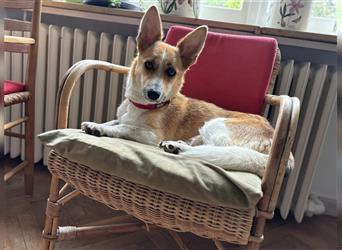 Corgi-Mix Welpen suchen ihr Körbchen