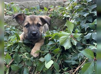 Corgi-Mix Welpen suchen ihr Körbchen