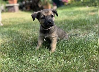 Corgi-Mix Welpen suchen ihr Körbchen