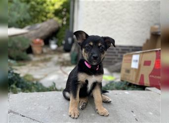 Corgi-Mix Welpen suchen ihr Körbchen