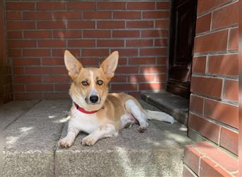 Corgi-Mix Welpen suchen ihr Körbchen