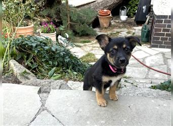 Corgi-Mix Welpen suchen ihr Körbchen