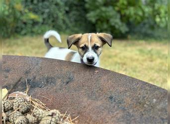 Corgi-Mix Welpen suchen ihr Körbchen