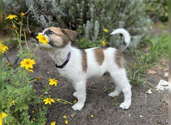 Corgi-Mix Welpen suchen ihr Körbchen