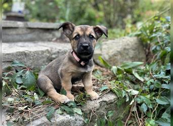 Corgi-Mix Welpen suchen ihr Körbchen