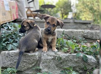 Corgi-Mix Welpen suchen ihr Körbchen