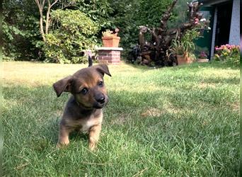 Corgi-Mix Welpen suchen ihr Körbchen