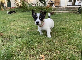 Corgi-Mix Welpen suchen ihr Körbchen