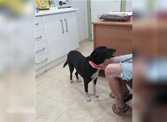 Kiko, Podenco-Mix-Junge sucht Sofa