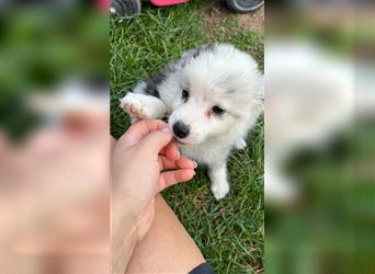 Mini Australian Shepherd 