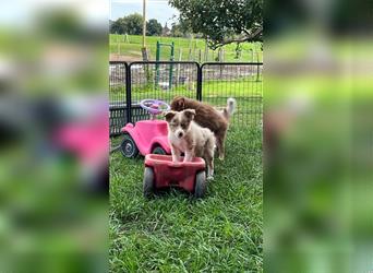 Mini Australian Shepherd