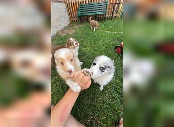 Mini Australian Shepherd