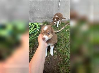 Mini Australian Shepherd 