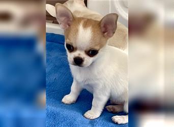 Chihuahua Welpen mit Ahnentafel